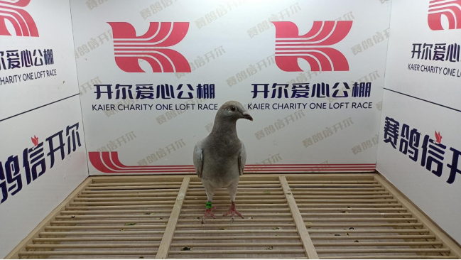 开尔爱心公棚最新公告发布，关注公益，传递爱心 🕊️✨