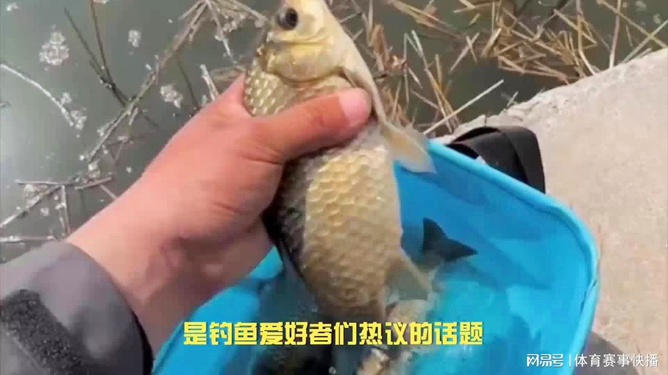 最新河流野钓鲫鱼视频，钓获人生，感受学习与变化的鼓舞之旅