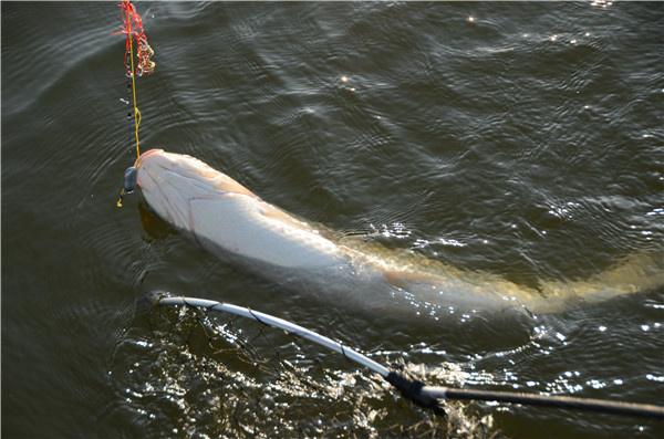 最新河流野钓鲫鱼视频,钓获人生,感受学习与变化的鼓舞之旅