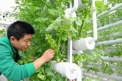 揭秘正邦最新动态与发展概况！