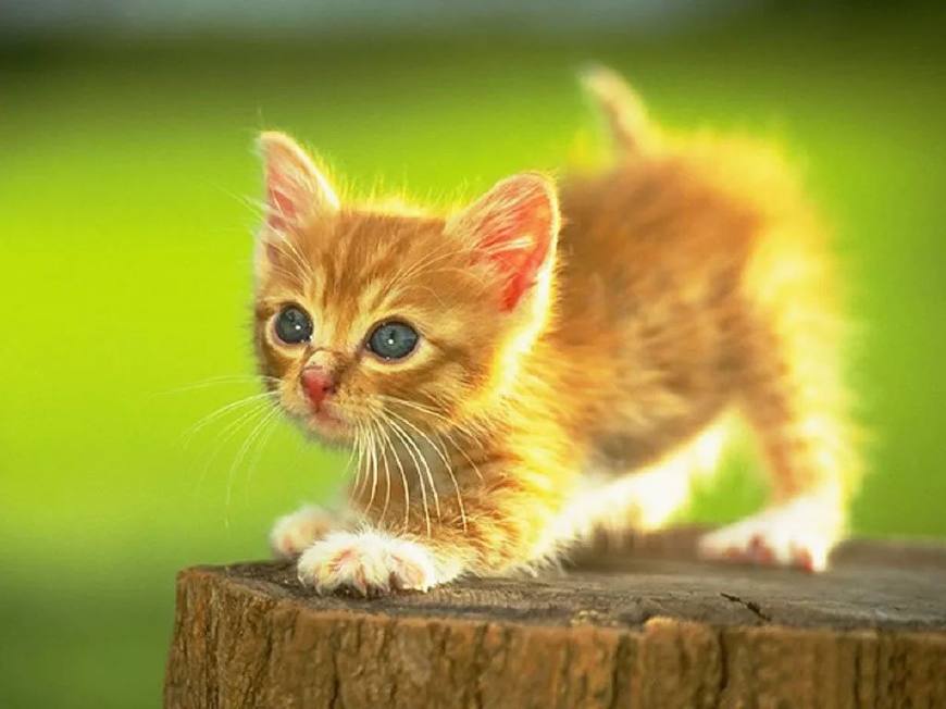 猫的最新艺术作品，探讨艺术表现与公众观点的视角