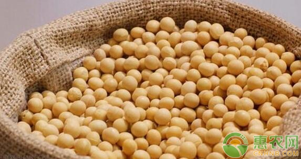 河南黄豆最新价格及分析今日更新