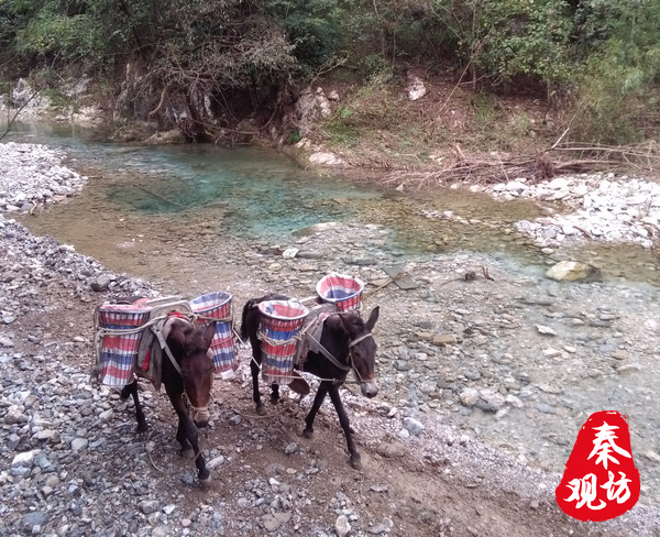 云南蝗虫最新动态，揭秘小巷深处的独特风味与最新情况